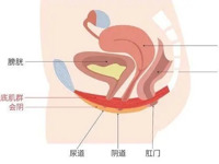 女性尿控及盆底微创修复技术