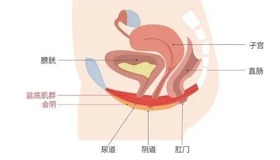 女性尿控及盆底微创修复技术