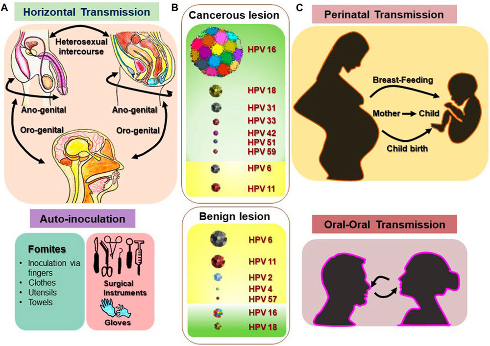 Frontiers | Phytochemicals as Potential Chemopreventive and Chemotherapeutic Agents for Emerging ...